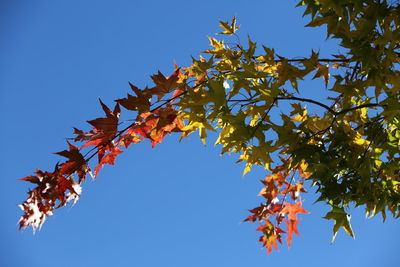 Low angle view of maple tree against sky