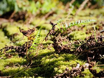 Close-up of caterpillar on plant in field