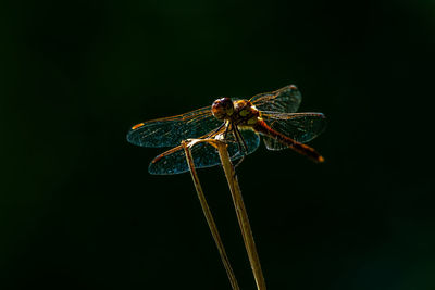 Close-up of dragonfly over black background