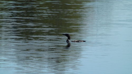 Reflection of people in water