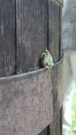 Close-up of insect on tree trunk