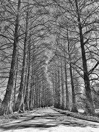 Road amidst bare trees in winter