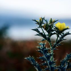 Close-up of flowering plant against sky