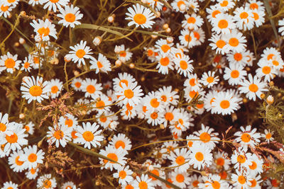 Close-up of white daisy flowers