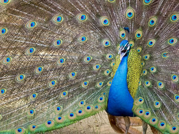 Image of a peacock showing its beautiful feathers. wild animals.