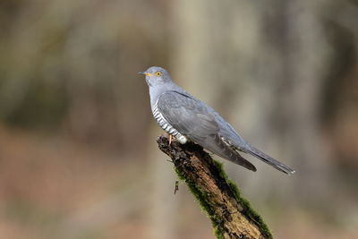 Close-up of bird perching on branch