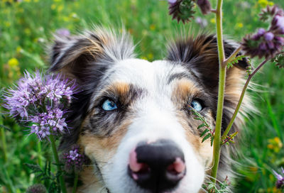 Close-up portrait of a dog on field