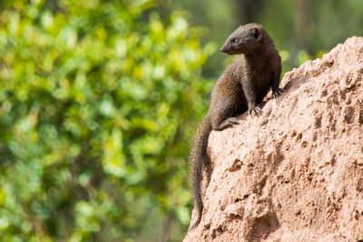 Lizard on tree