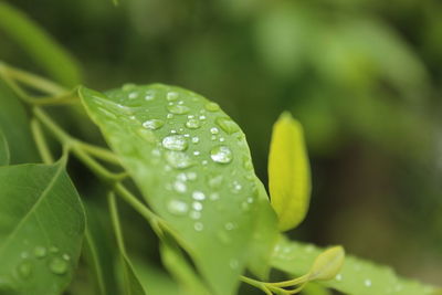 Close-up of raindrops on leaves