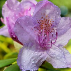 Close-up of water drops on flower