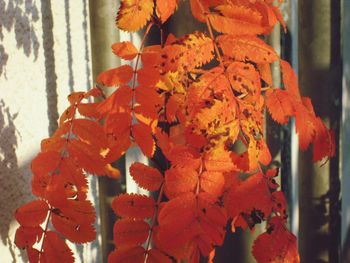 Close-up of orange flowers on tree