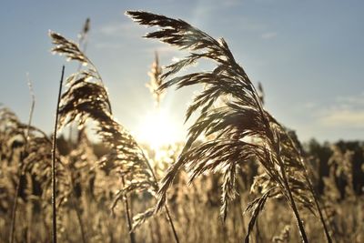 Close-up of stalks in field against sky