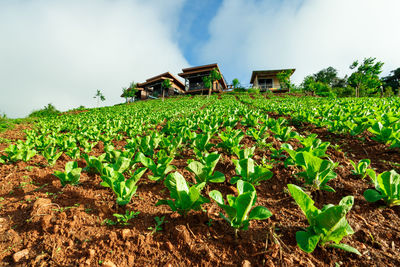 Plants growing on field against sky