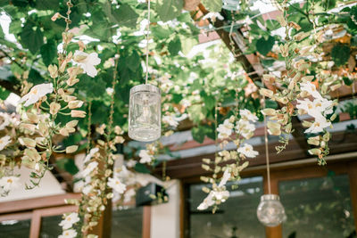 Low angle view of flowering plants hanging on tree
