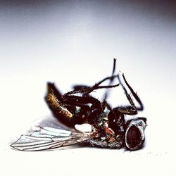 Close-up of insect on white surface