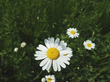 Close-up of white daisy flowers on field