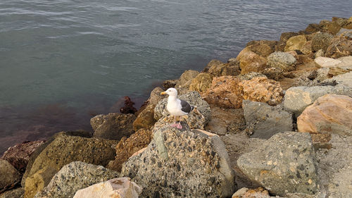 High angle view of seagulls perching on rock by sea