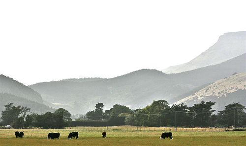 Scenic view of grassy field