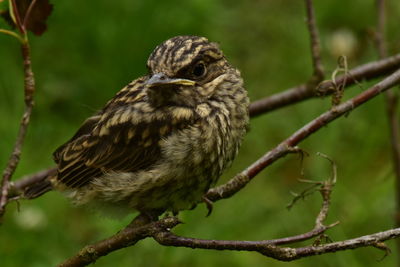 Close-up of owl perching on branch