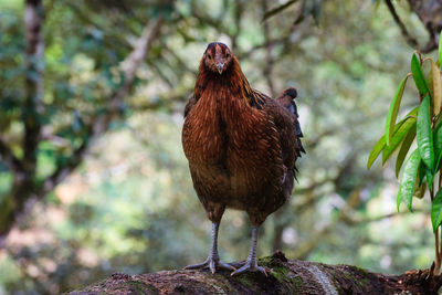 Close-up of rooster perching on leaf