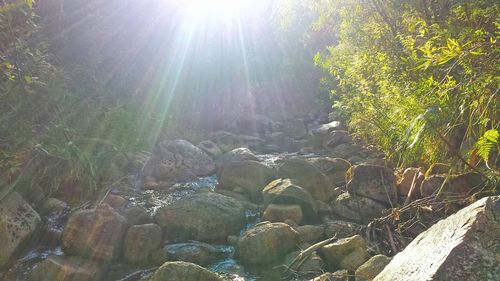 Sun shining through trees