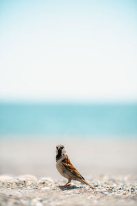 Vibrant andalusian beach life. an energetic bird frolics against the sandy backdrop,