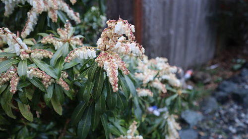 Close-up of white flowering plant