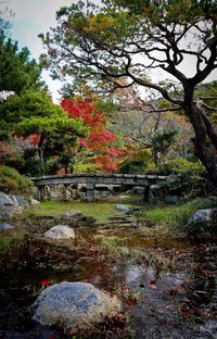 Trees in park