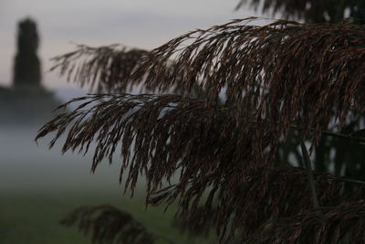 Close-up of caterpillar against sky at sunset