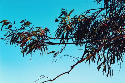Low angle view of flowering plants against clear blue sky