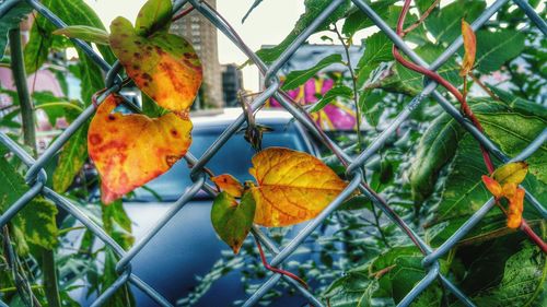 Close-up of autumn leaf on tree