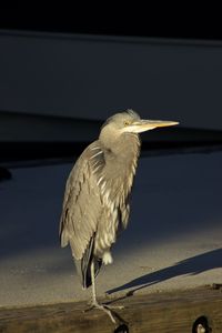 Close-up of bird perching outdoors
