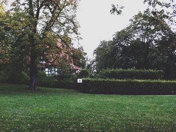 Trees on grassy field