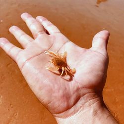 Close-up of hand holding small