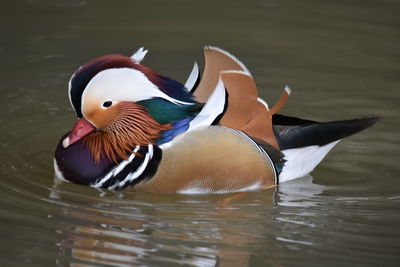Close-up of duck swimming in lake