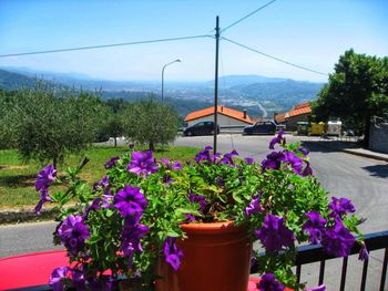 Potted plant by purple flowering plants against sky