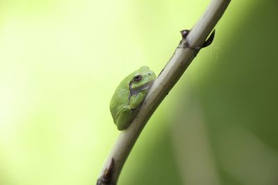 Close-up of frog on stem