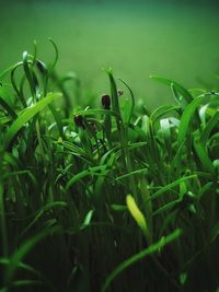 Close-up of carrot sprouts.