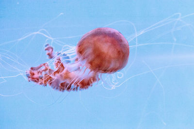 Close-up of jellyfish swimming in sea