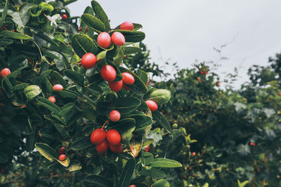 Low angle view of tomatoes growing on tree