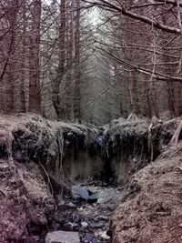 View of stream in forest during winter