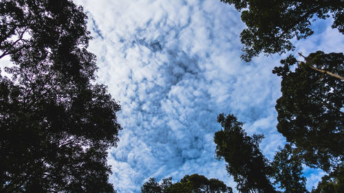 Low angle view of trees against sky