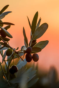 Close-up of orange fruits on tree against sky during sunset