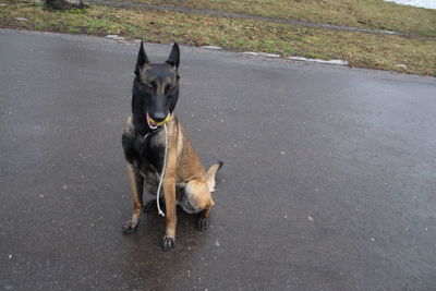 Dog on street