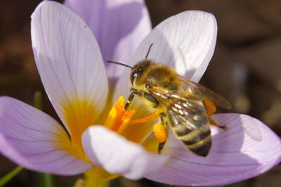 Close-up of bee pollinating on purple flower