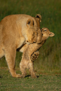 Close-up of lion cub playing with mother