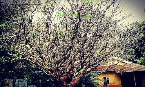 Low angle view of trees