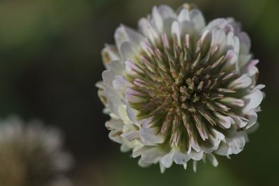 Close-up of white flowering plant in park