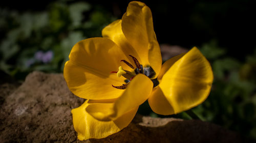 Close-up of yellow flowering plant