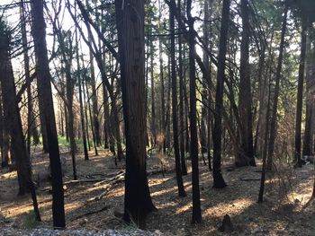 View of trees in forest